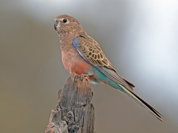 Perruche de Bourke - Oiseaux