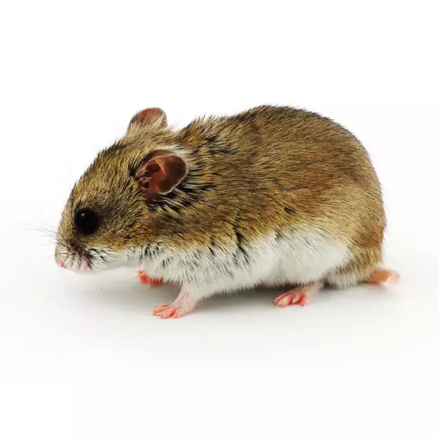 Hamster de Chine