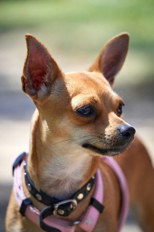 Chihuahua