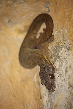 Gecko à Queue de Navet