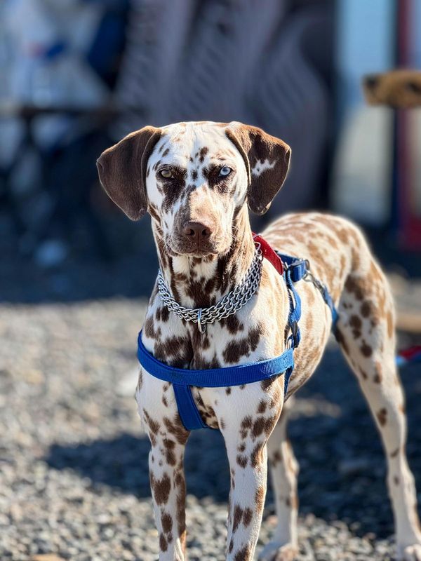 Dalmatien