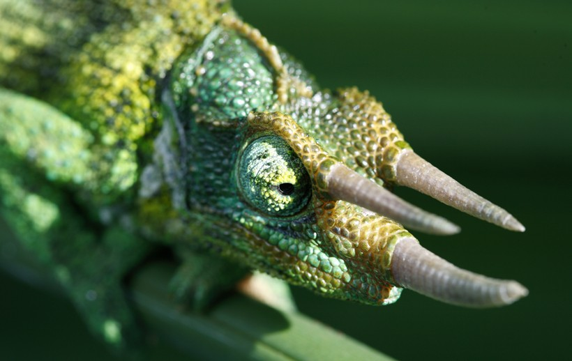 Caméléon de Jackson - Reptiles