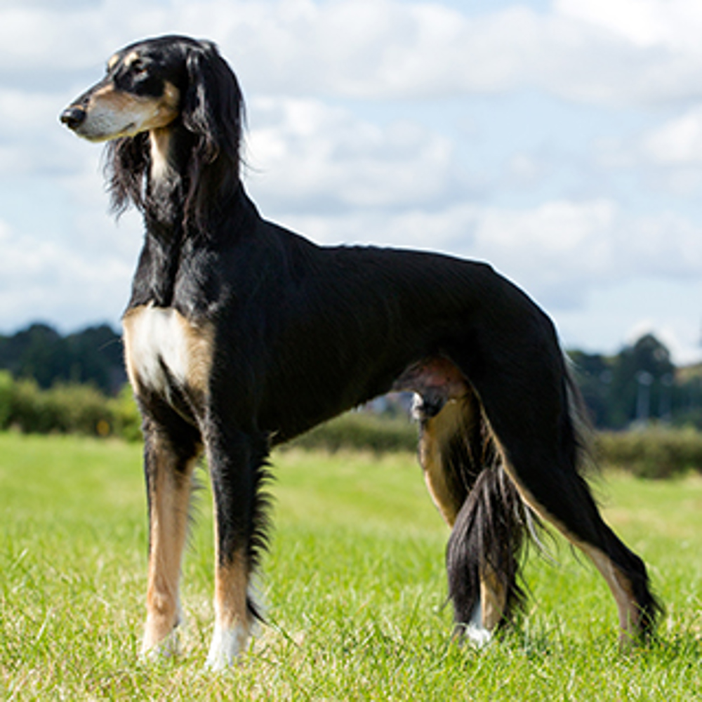Saluki - Chiens
