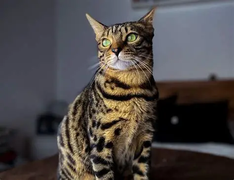 Serengeti - Chats