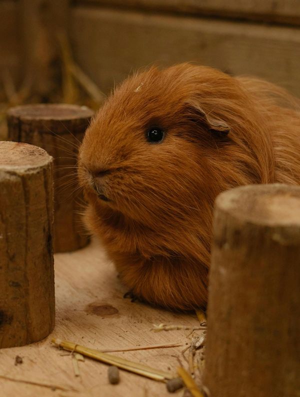 Cochon d'Inde