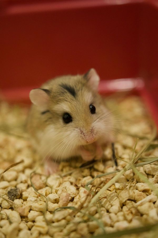 Hamster Nain de Campbell