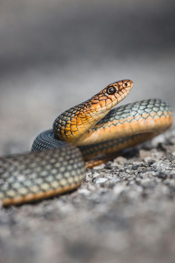 Serpent des Blés