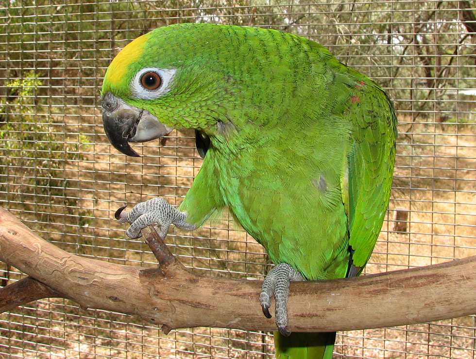 Amazone à Front Jaune - Oiseaux