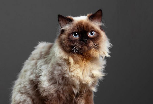 Himalayan - Chats