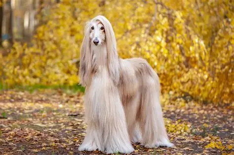 Lévrier Afghan - Chiens