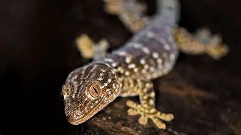 Gecko Vautour - Reptiles