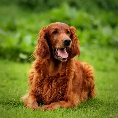 Setter Irlandais