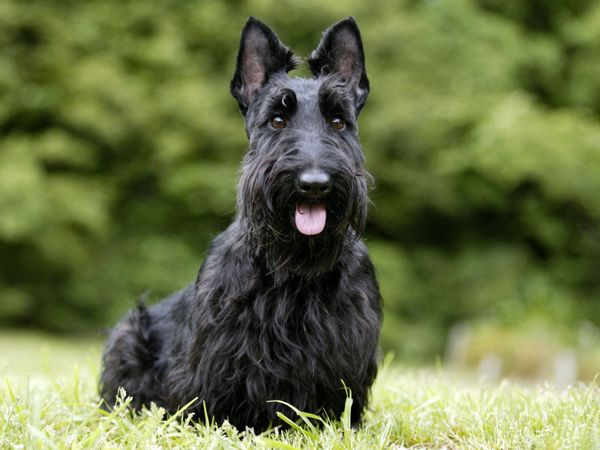 Scottish Terrier - Chiens