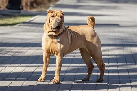 Shar Pei