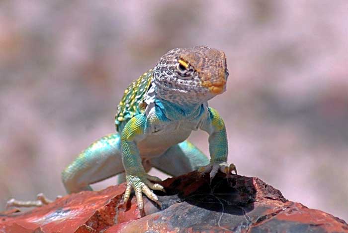 Lézard à Collier - Reptiles