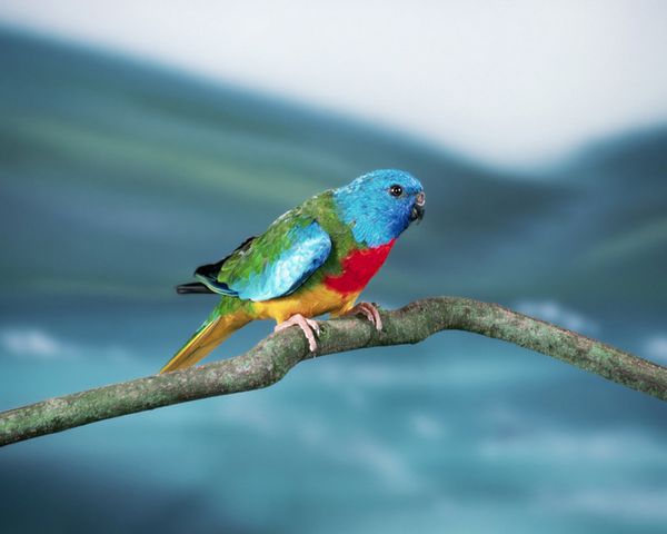 Perruche Splendide - Oiseaux