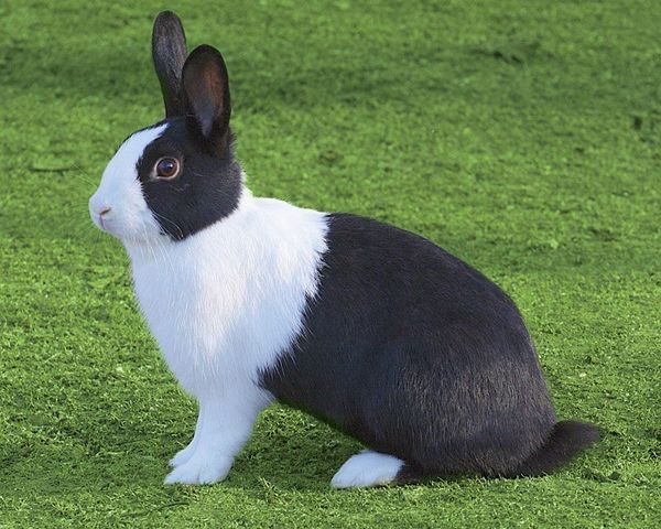 Lapin Hollandais