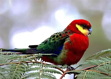 Rosella de Stanley