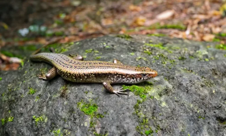 Scinque des Prairies - Reptiles