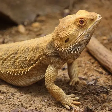 Agame Barbu Nain - Reptiles