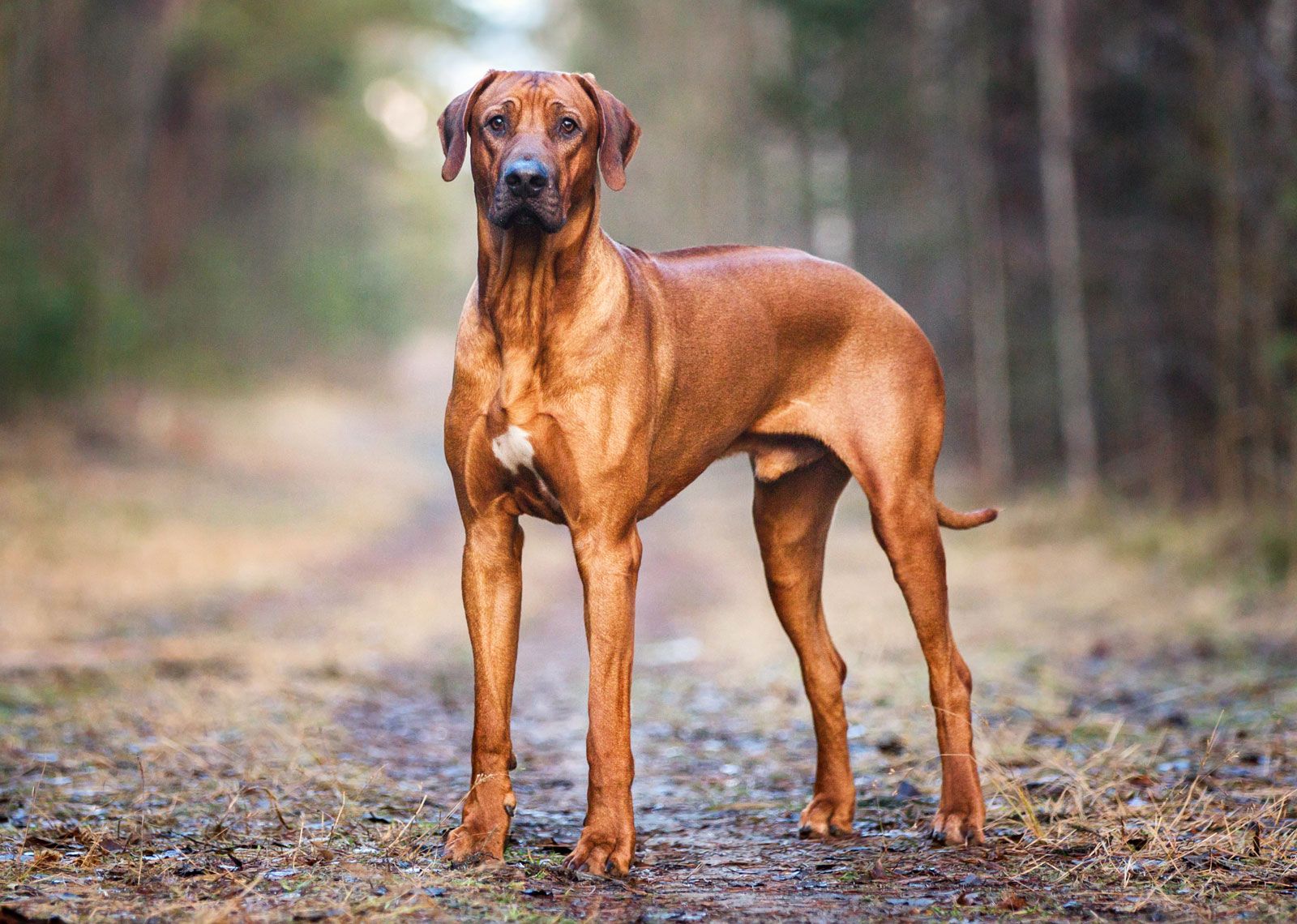 Rhodesian Ridgeback - Chiens
