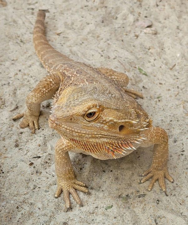 Pogona (Dragon Barbu)