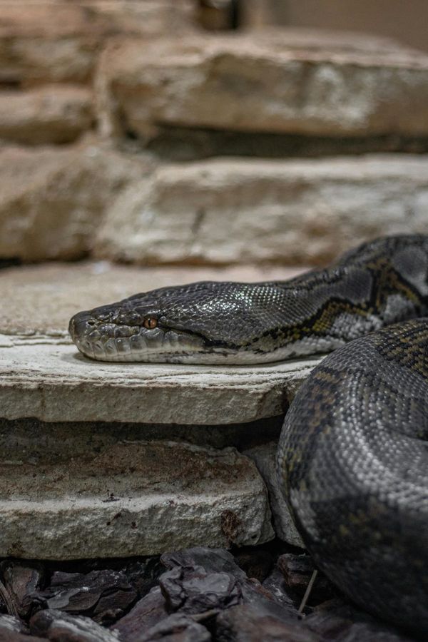 Python Royal