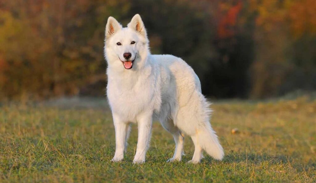 Berger Blanc Suisse - Chiens