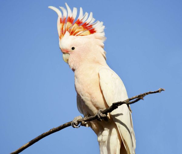 Cacatoès Molucain