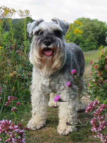 Schnauzer Nain