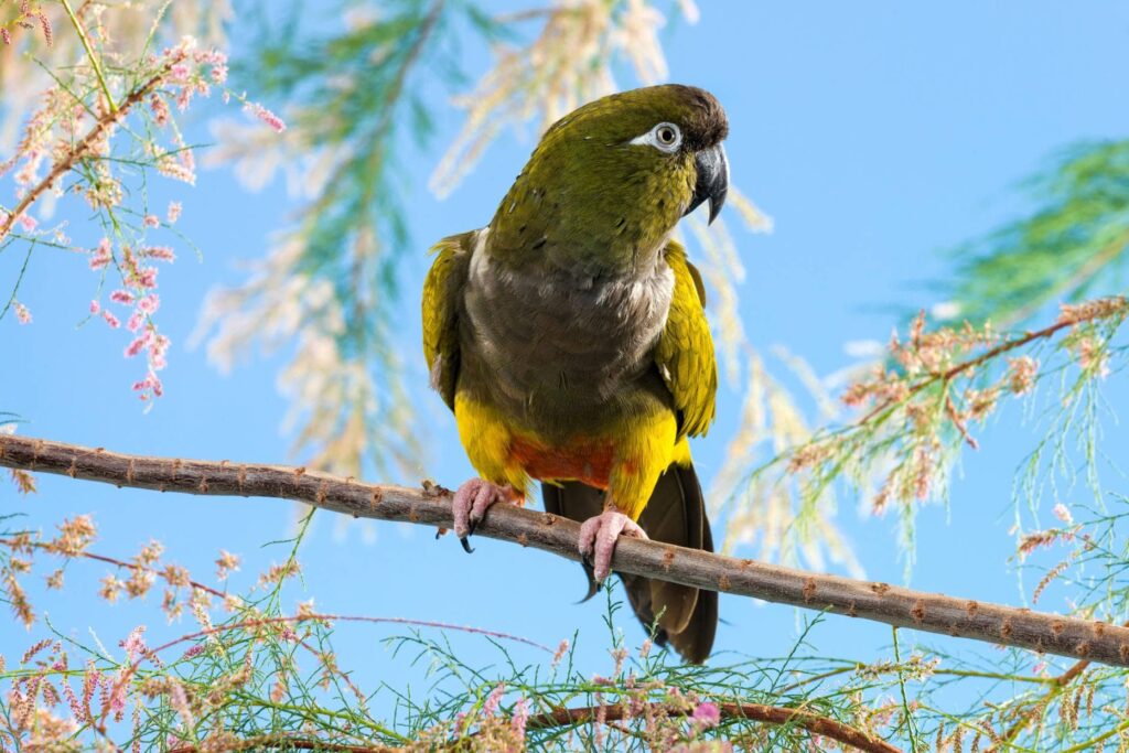 Conure de Patagonie - Oiseaux