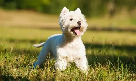 West Highland White Terrier - Chiens