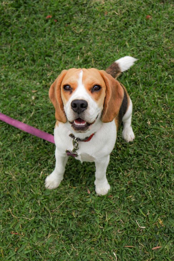 Beagle