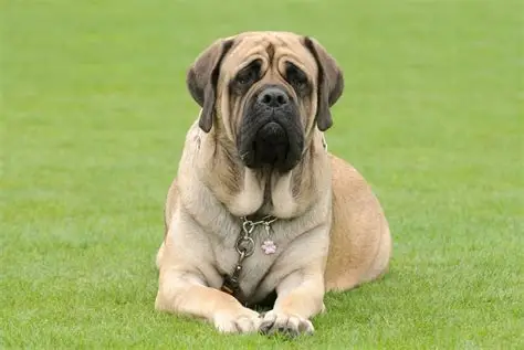Mastiff Anglais