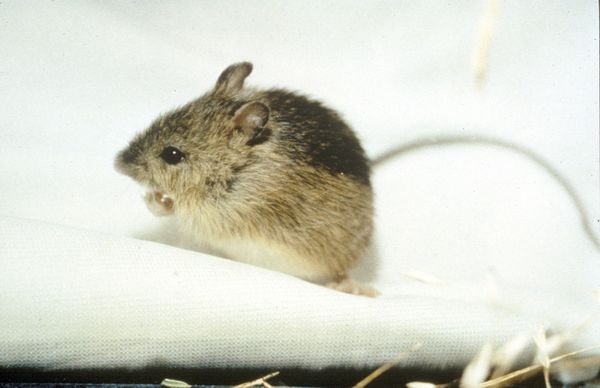Souris Sauteuse