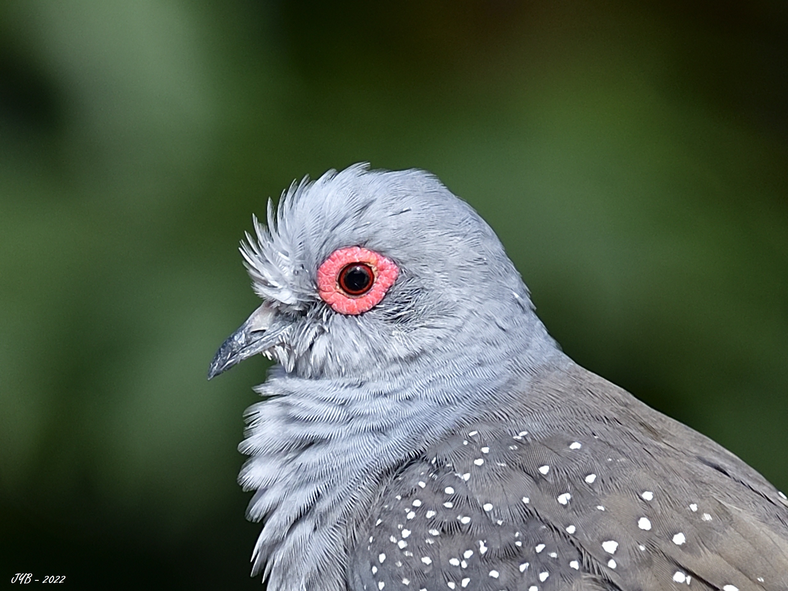 Tourterelle Diamant - Oiseaux