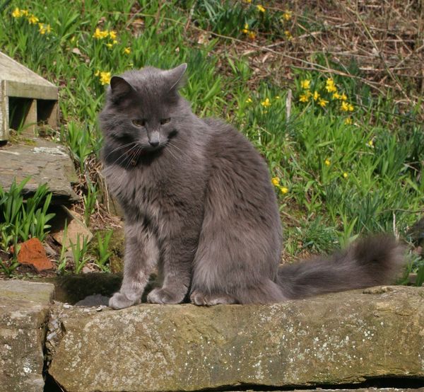 Nebelung