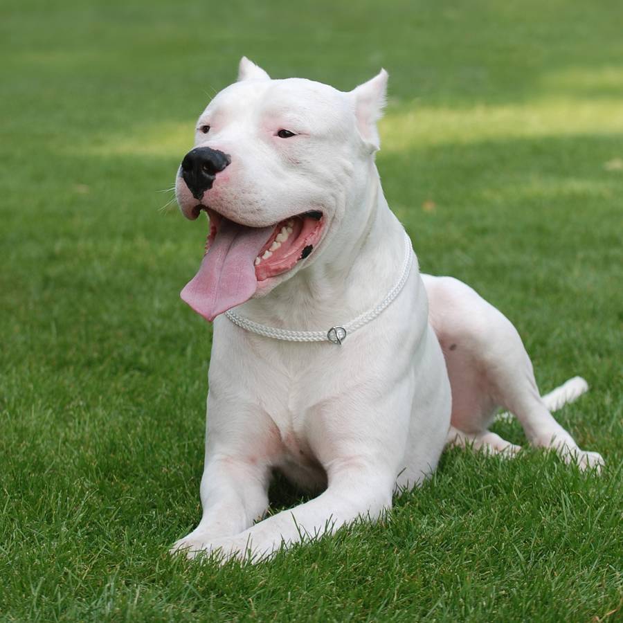 Dogo Argentino - Chiens