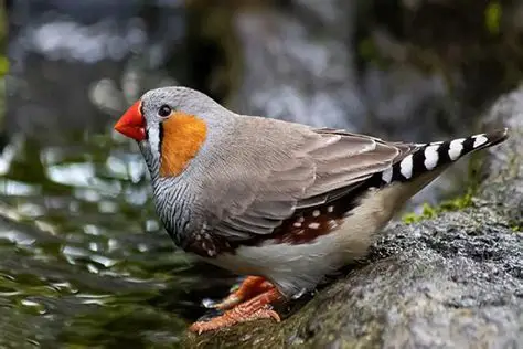 Diamant Mandarin