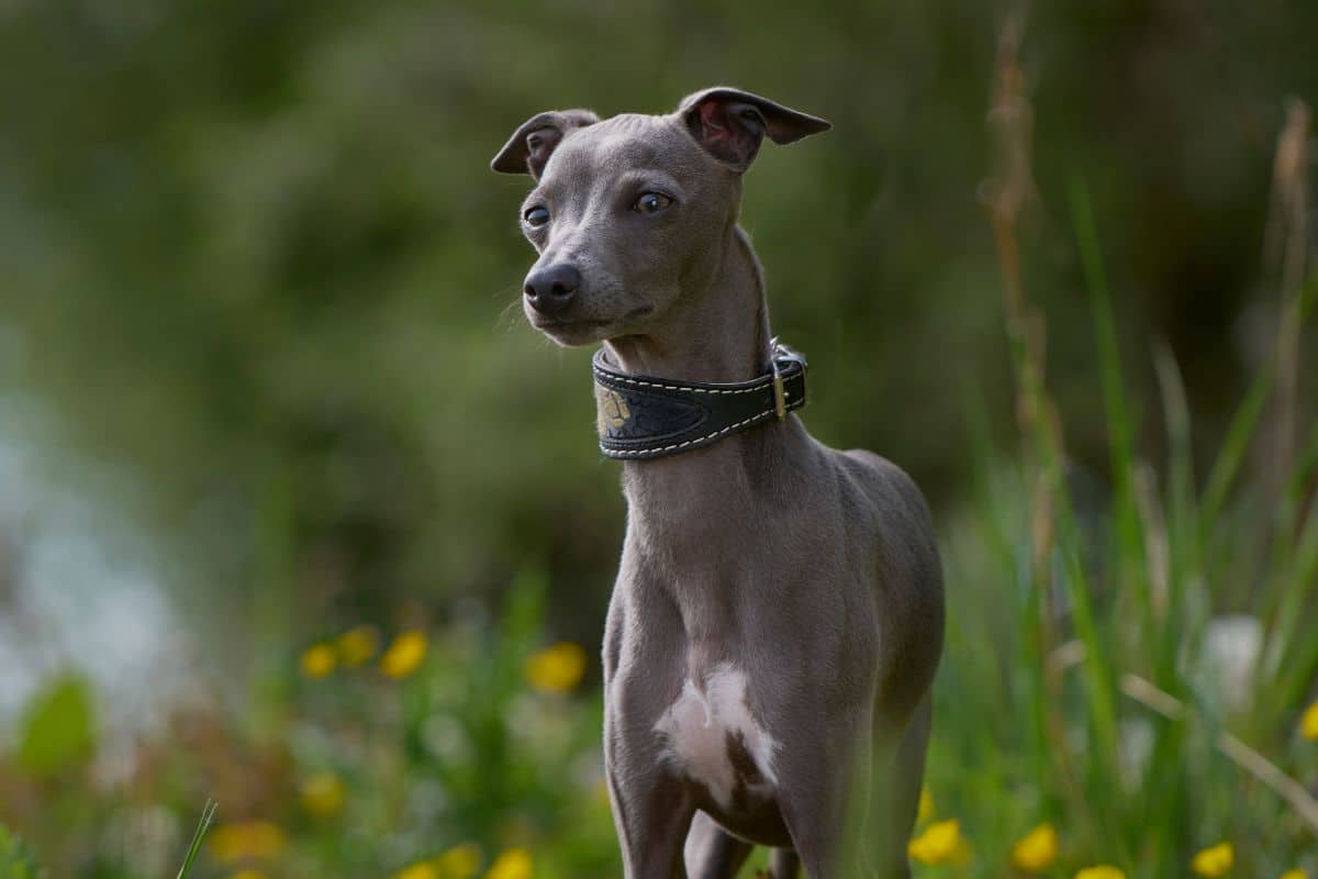 Whippet