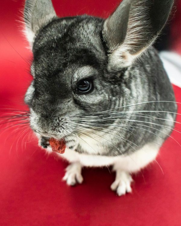 Chinchilla