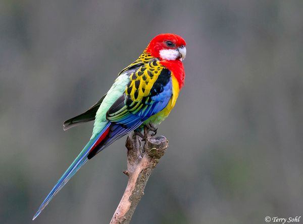 Rosella Commun - Oiseaux
