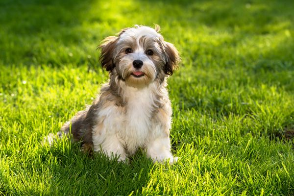 Bichon Havanais - Chiens