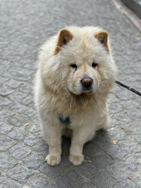 Chow-Chow