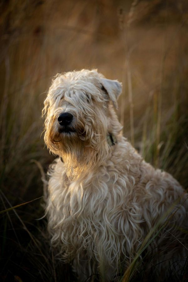 Bouvier des Flandres