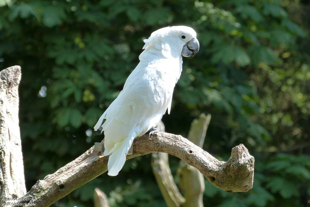 Cacatoès Blanc - Oiseaux