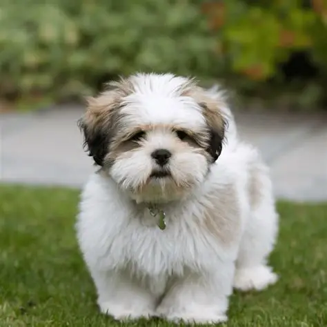 Lhasa Apso