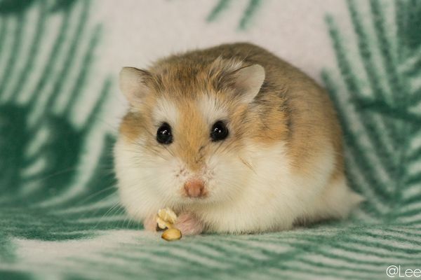 Hamster de Roborovski