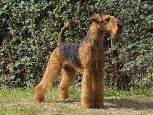 Airedale Terrier - Chiens