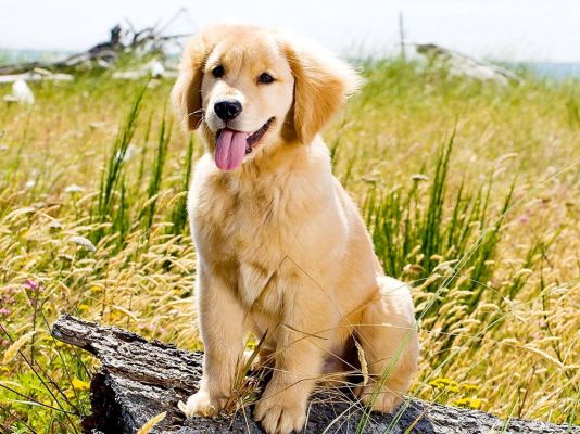 Golden Retriever
